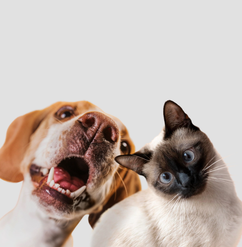 Foto Gato y Perro